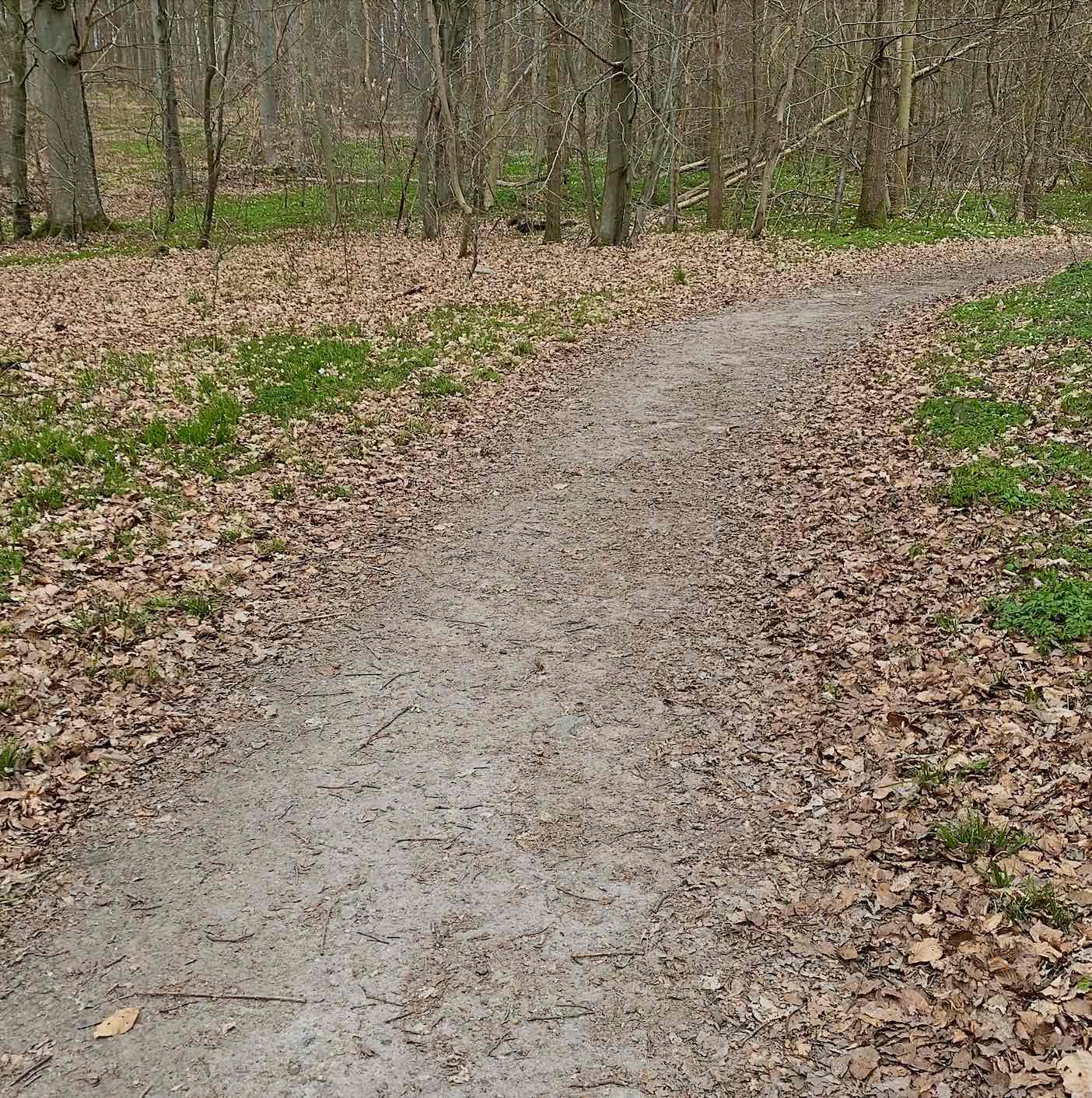 Grønnehave skov